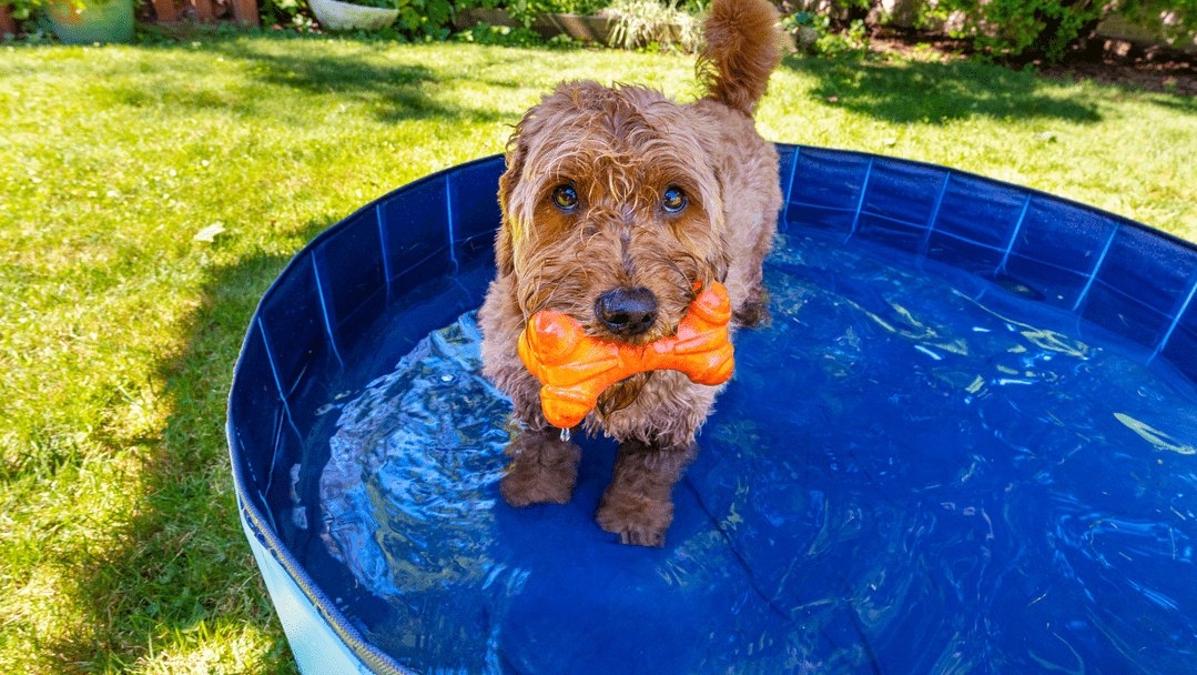 dog-cooling-in-the-pool